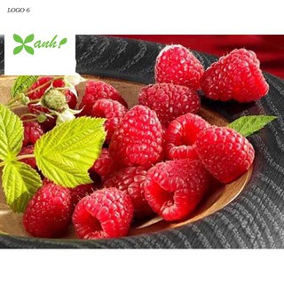 Hạt giống Mâm xôi đỏ (30 hạt) (Phúc bồn tử)