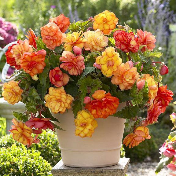 Hạt giống hoa thu hải đường kép mix màu - 1 gói 5 hạt