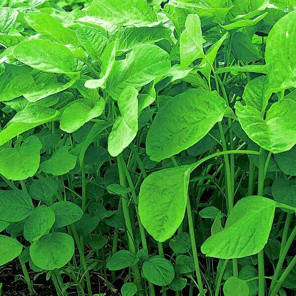 Hạt giống Rau dền xanh lá nhọn 20gr dễ trồng