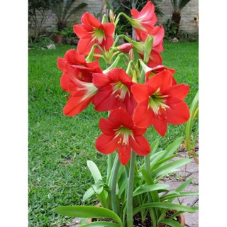 Củ hoa huệ tây đỏ ( lan huệ )