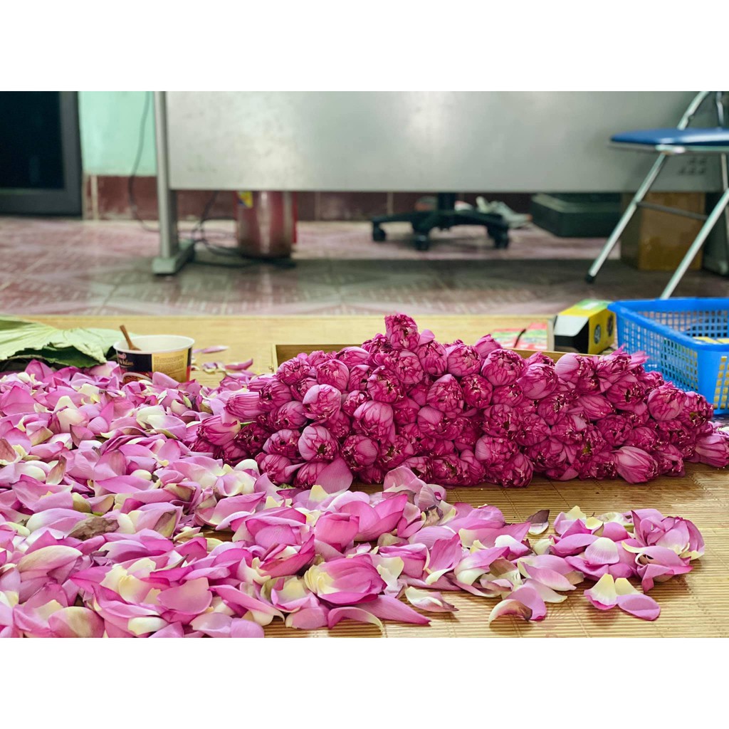 TRÀ SEN TƯƠI ĐẶC BIỆT - LOẠI CHUẨN - NGON