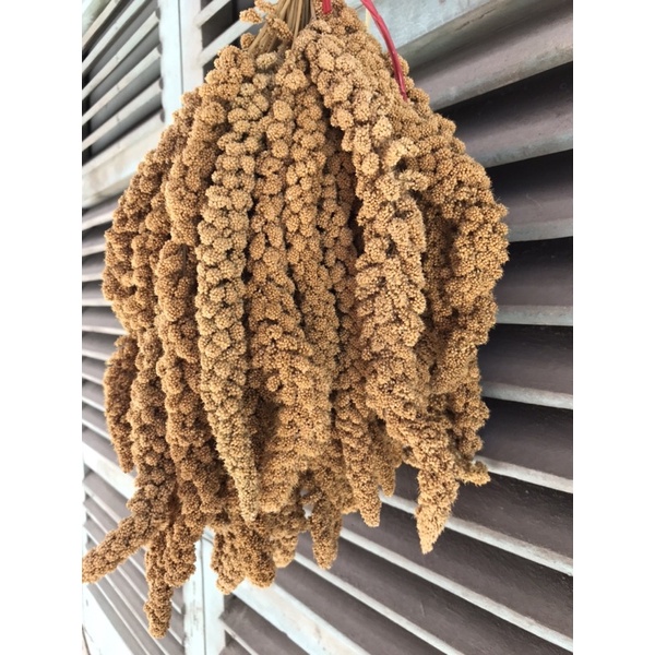 Kê chùm cho chim vẹt, yến hót, yến phụng, bảy màu, sắc nhật, manh manh... - gói 500gr