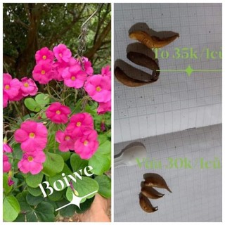 củ hoa oxalis boiwe mới thu hoạch
