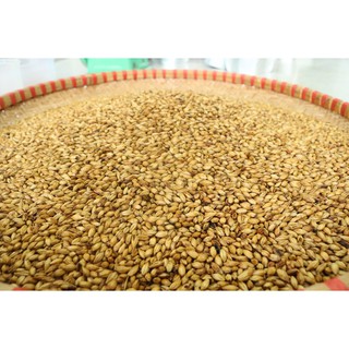 Trà đại mạch nảy mầm