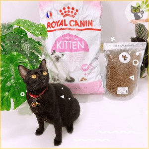 Thức ăn cho mèo con Royal Canin Kitten (400g; 1kg; 2kg)