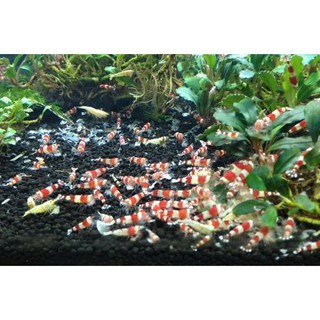 Thức Ăn Vi Sinh cho Tép Cảnh Bee Grows (15Gr)