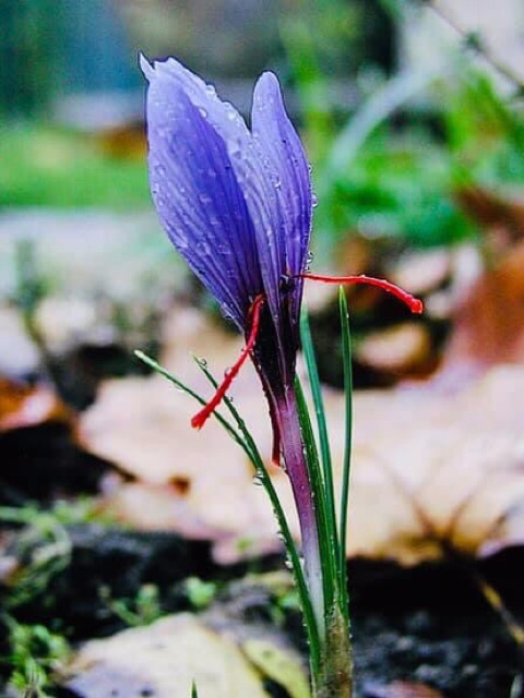 NHỤY HOA NGHỆ TÂY BABY SAFFON tốt nhất Ấn Độ - 1gram | BigBuy360 - bigbuy360.vn