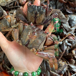 Ba khía muối Rạch Gốc 100% chắc thịt