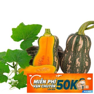 10 Hạt giống Bí đỏ Hạt đậu (tặng gói kích nẩy mầm và hướng dẫn)