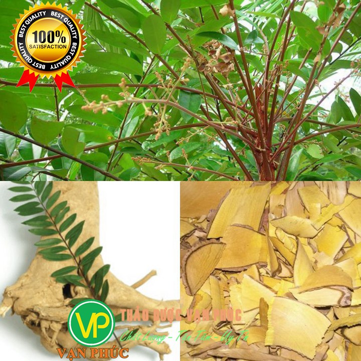 Rễ cây mật nhân - Bá bệnh 1kg Thảo Dược Vạn Phúc | BigBuy360 - bigbuy360.vn