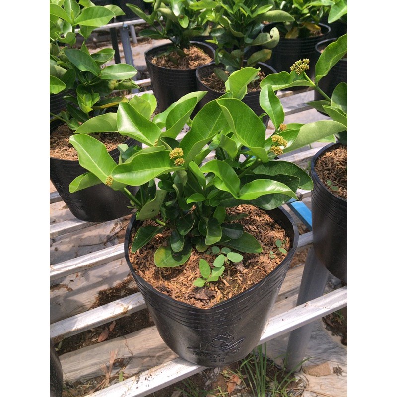 Bông trang trắng lá trung