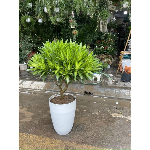 (47x35cm) Chậu nhựa Bom đen/trắng giả sứ cao cấp siêu bền xịn_Chậu bầu đứng dáng cao nhiều size