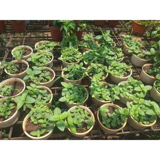 cây xá xị lớn