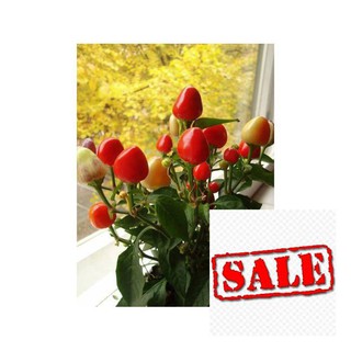 Hạt giống ớt trái đào tiên 20 hạt SALE