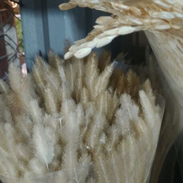 Cỏ sâu róm