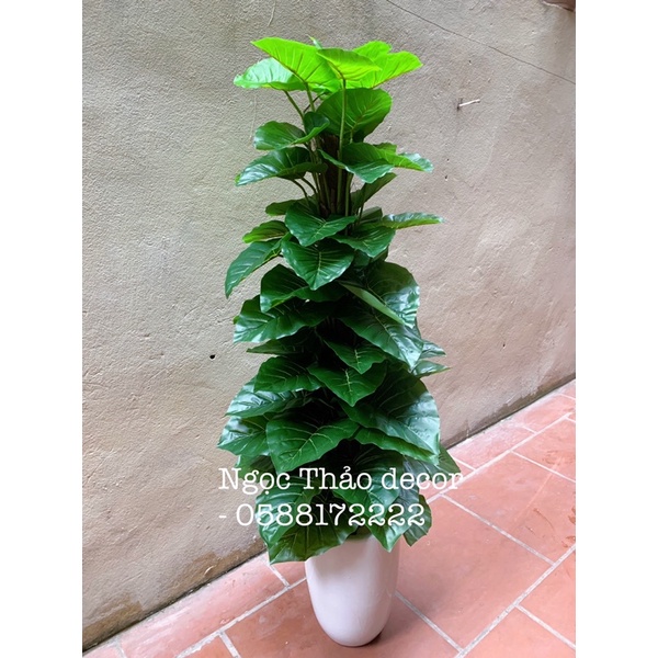 Cây trầu bà leo cột giả 1m6