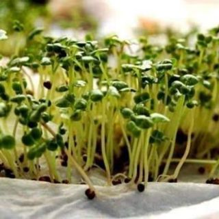 RAU CẢI MẦM THÁI LAN