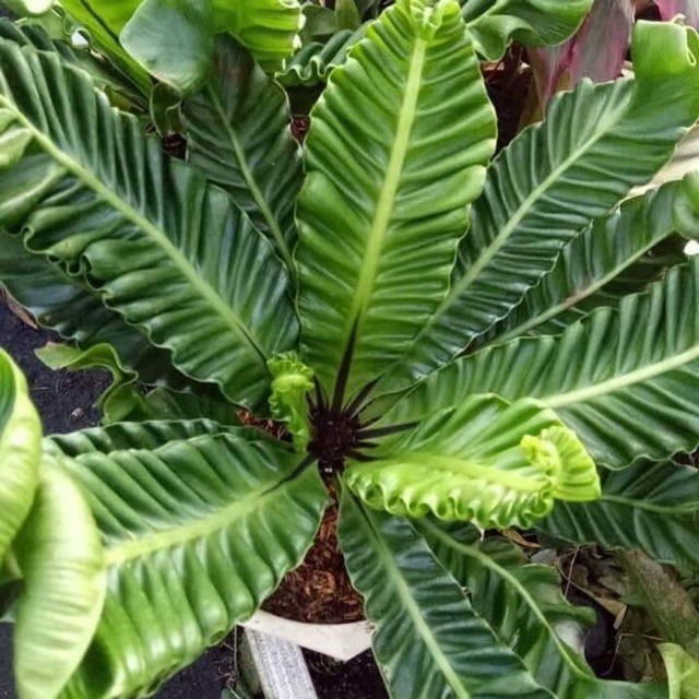 Chậu cứng Dương xỉ phúc lộc