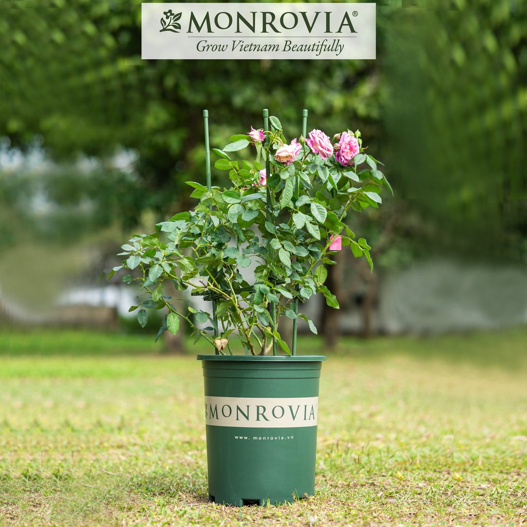 COMBO 3 Chậu nhựa trồng cây MONROVIA 3 Gallon