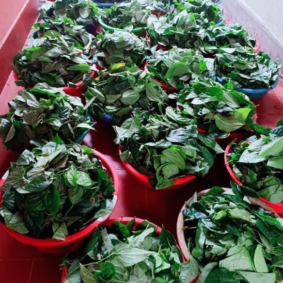 Bột lá trầu không 1kg nguyên chất 100% - đắp mặt nạ, xông vùng kín | Bột Natural