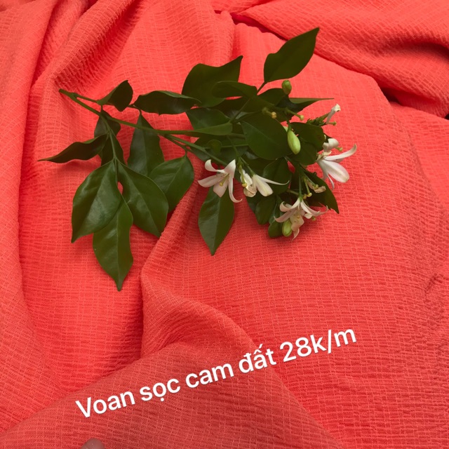 Voan sọc cam đất SALE 15k/m