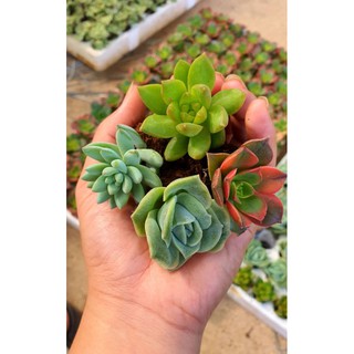 Combo 10 Cây Sen Đá Mini Đủ Loại Siêu Đẹp❤️❤️