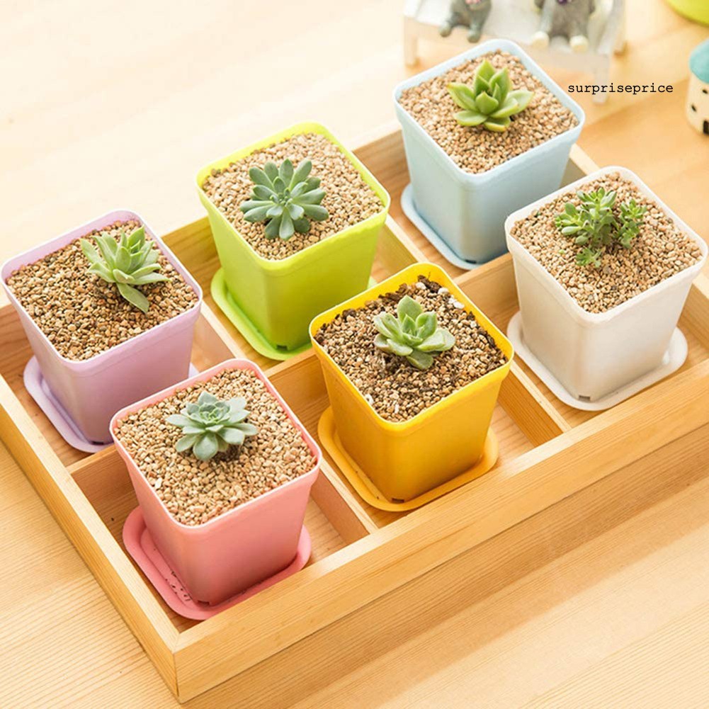 Set 10 / 20 Chậu Nhựa Dùng Trồng Cây Trang Trí Vườn