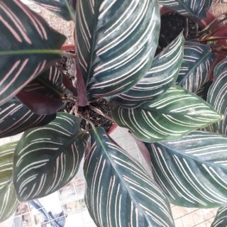 🌿🍒 Combo 02 cây đuôi công sọc tím 🌿🍒