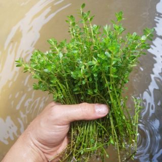 Cây thủy sinh vảy ốc ấn độ ( CÂY TIỀN CẢNH)  (20 ngọn 50k)