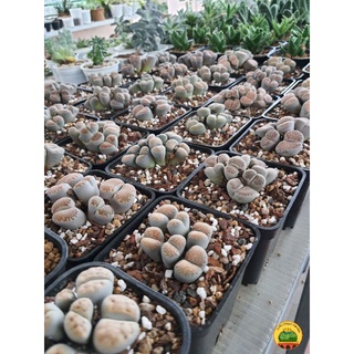 [VIP] Sen Mông, Lithops nhiều đầu