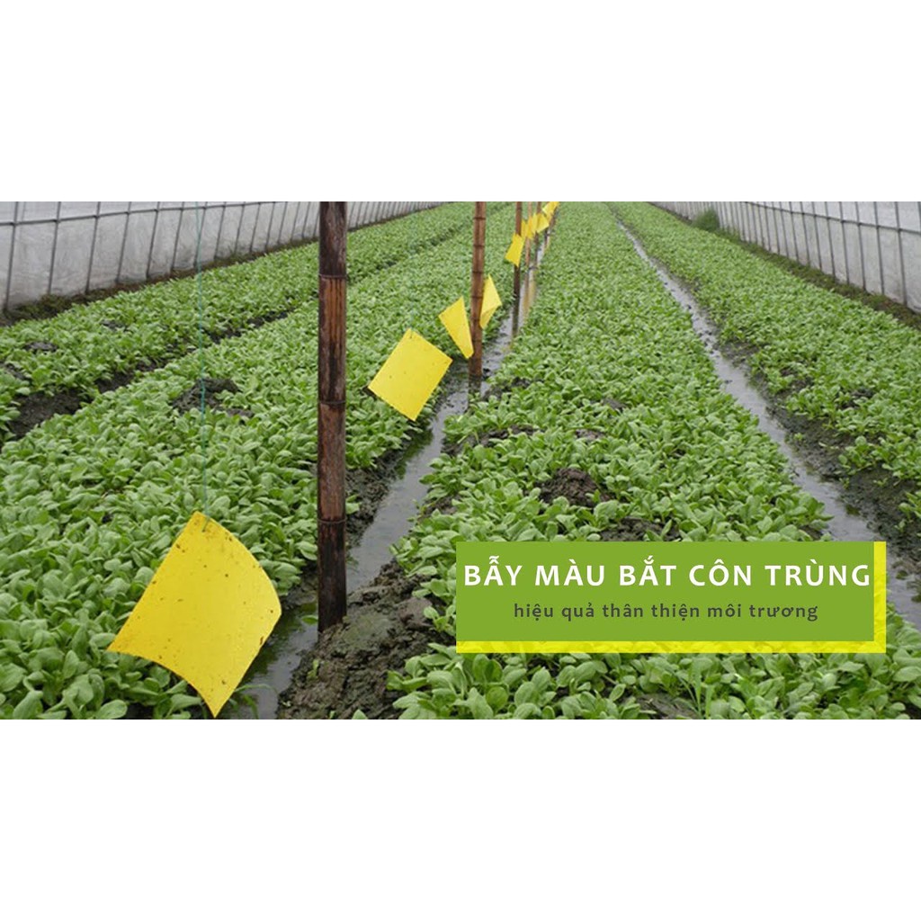 Bộ 10 Miếng Dán Bẫy Côn Trùng/ruồi Vàng 20x25 cm