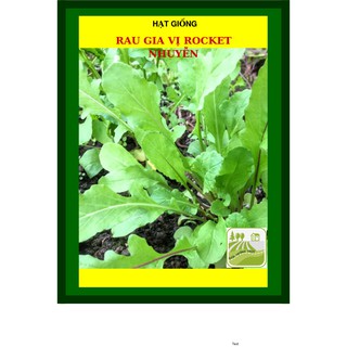 20G - Hạt Giống Rau Gia Vị Rocket Nhuyễn