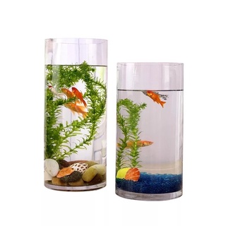 Freeship Bình thủy tinh 10x20cm ly nuôi cá bình cắm hoa thủy tinh ML-o1020