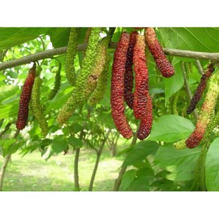 CÂY GIỐNG DÂU QUẢ DÀI