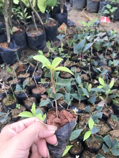 Cây hoa mộc hương giống