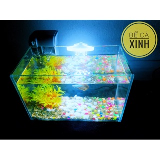 Bể cá xinh