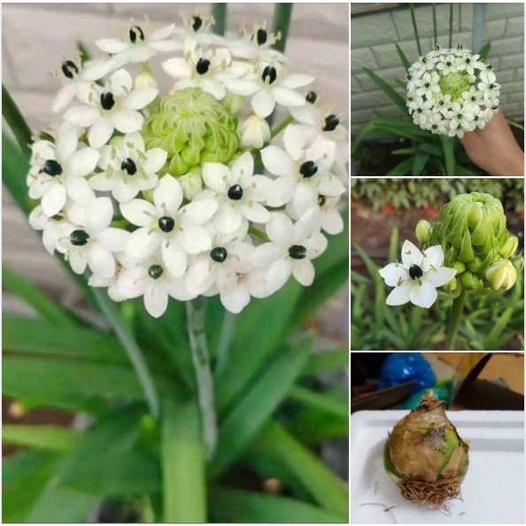 Củ giống hoa thiên nga - 1 củ - chhgt
