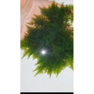 Rêu minitaiwan hàng nhập ngoại