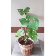 Cây lá môn Caladium Florida Clown - Môn xanh chấm trắng - Môn Hề Florida