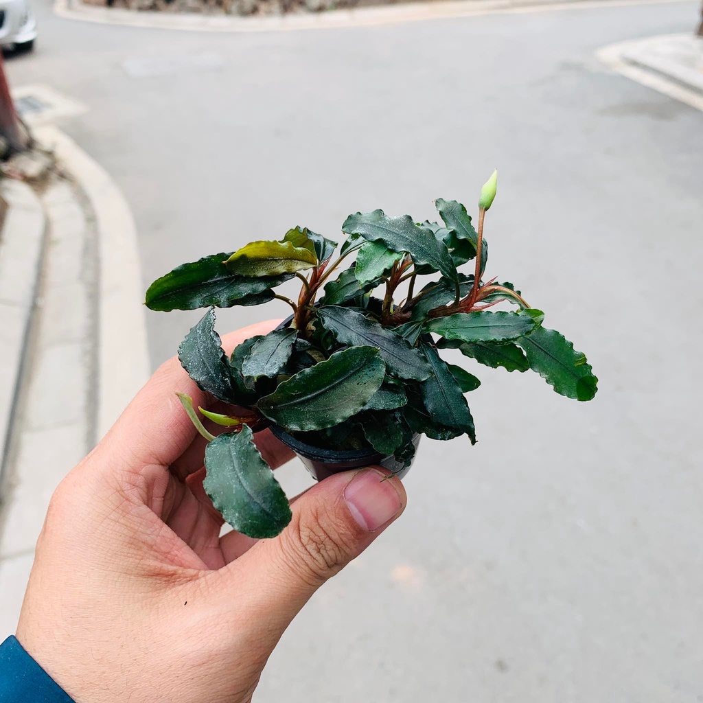 Cây Bucep thủy sinh nhiều ngon - lá nước màu đỏ tím