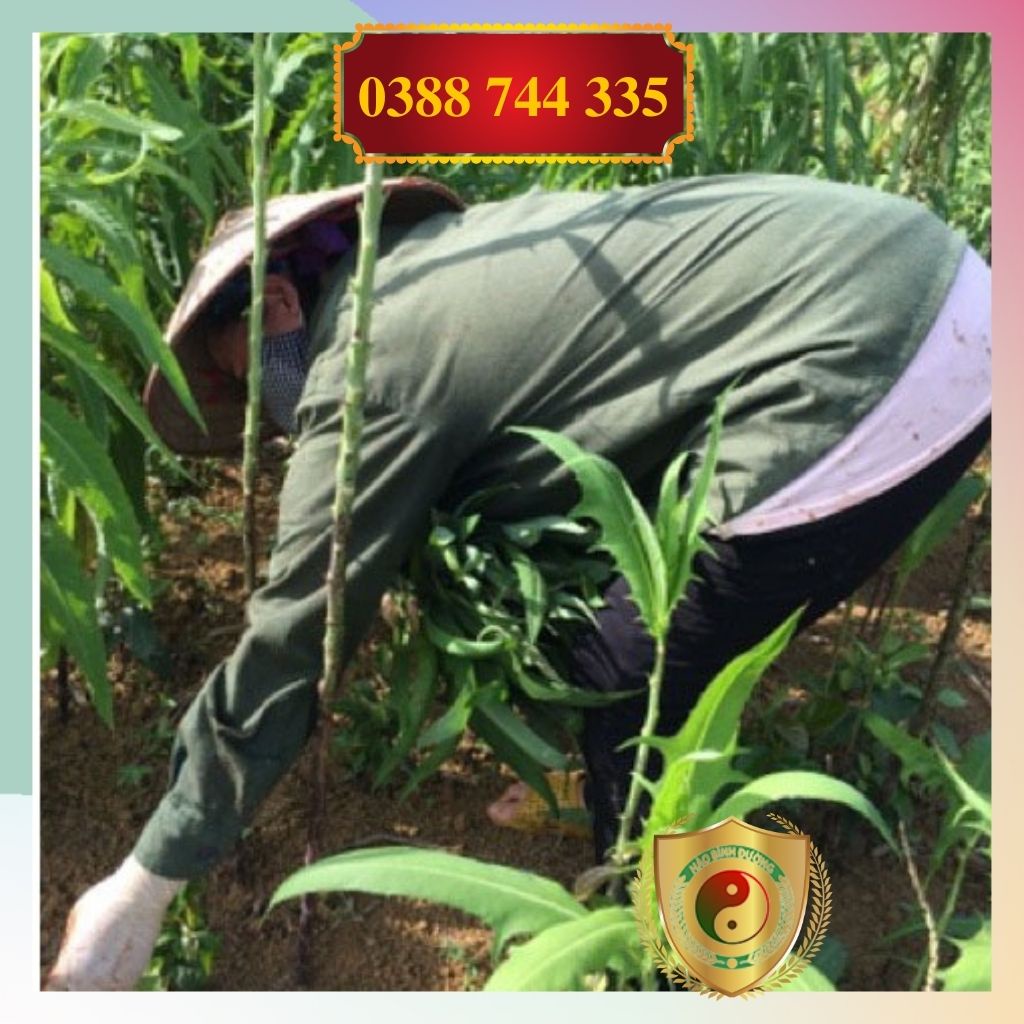 1kg Lá Cây Bồ Công Anh Sấy Khô Mát Gan, Giải Độc, Ngừa Ung Thư