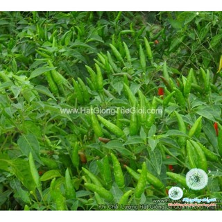 10GR Hạt Giống Ớt Xiêm Thái Lan (| B52*W42)