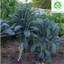 Cải Kale khổng lồ - Nữ Hoàng rau xanh (Ảnh thật số 2)
