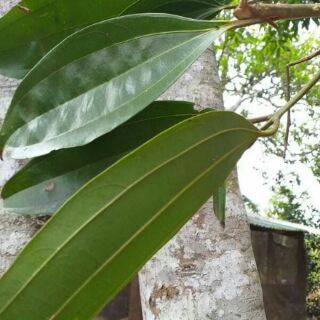 BỘT QUẾ _ 1KG