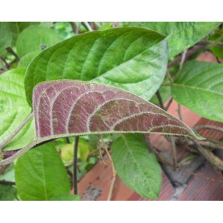 Dây mơ phơi khô 1 ký (shop chỉ bán dây không kèm lá)