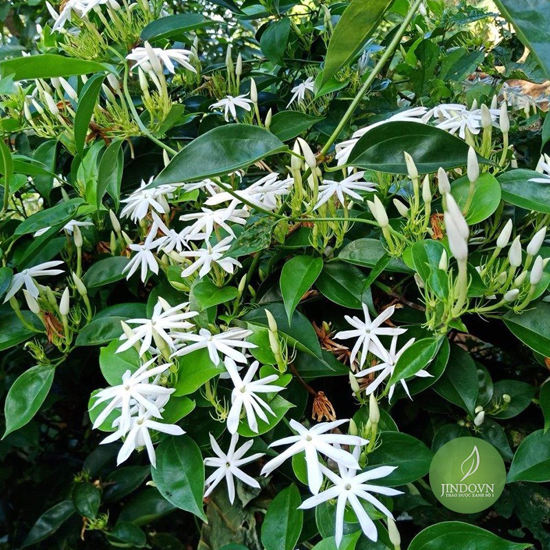 Cao Chè Vằng Sẻ nguyên chất gói 100gram - JD101 | BigBuy360 - bigbuy360.vn