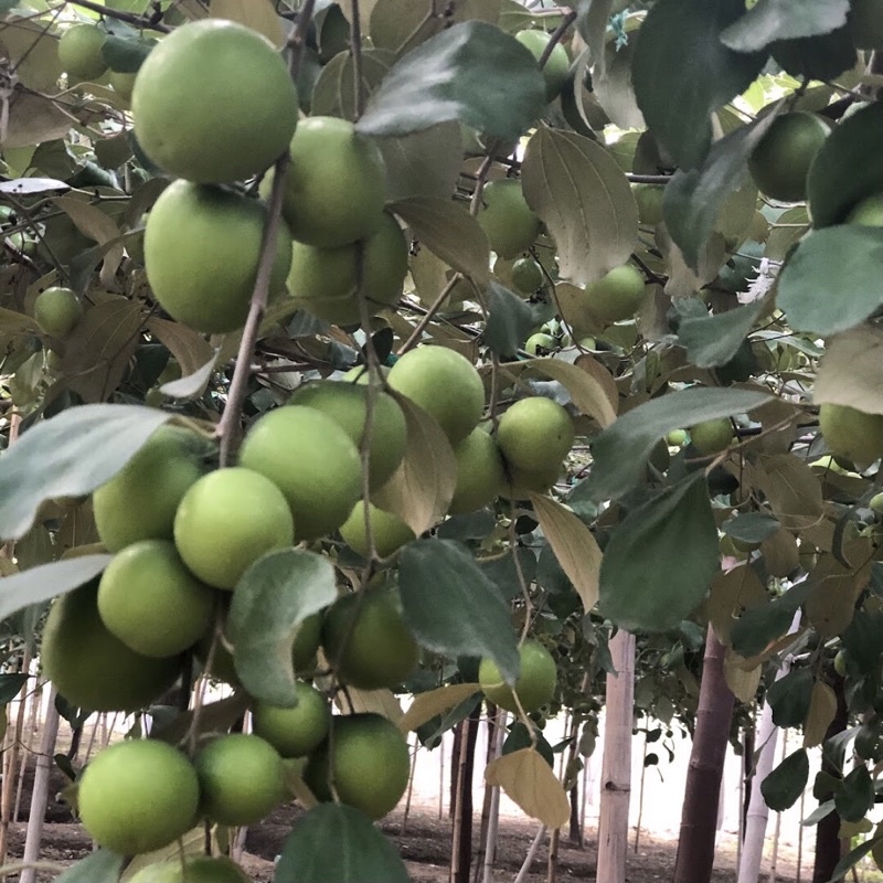 Táo tươi Ninh Thuận