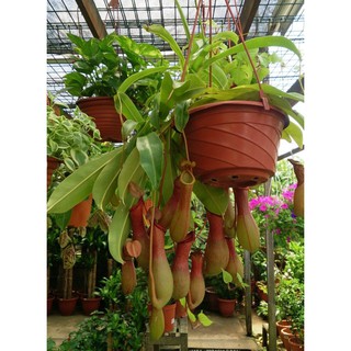 10 Hạt giống hoa Cây nắp ấm