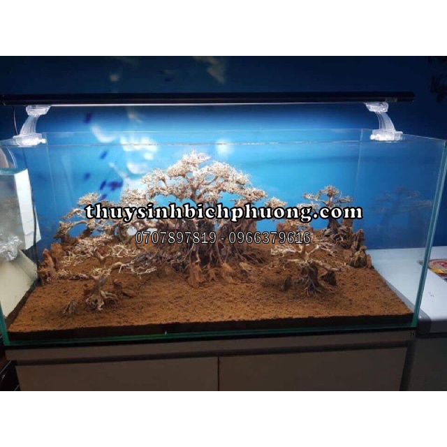 MINIFISS VÒ SẤY KHÔ / TƯƠI