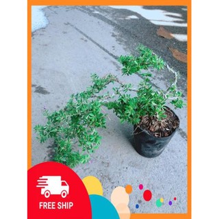 Linh Sam Bonsai
